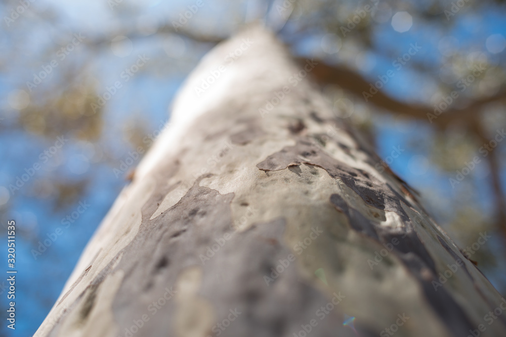 Eucalyptus bark smooth texture with small insect Eucalyptus bark smooth texture with small insect