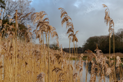 Kelchterhoef park which is a wonderful family-friendly walking park located in Wijers, Limburg, Belgum photo