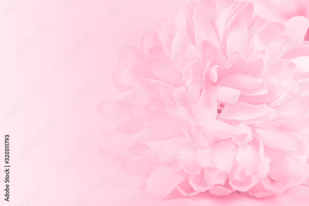 Close up of beautiful pink chrysanthemum flowers in soft style for background