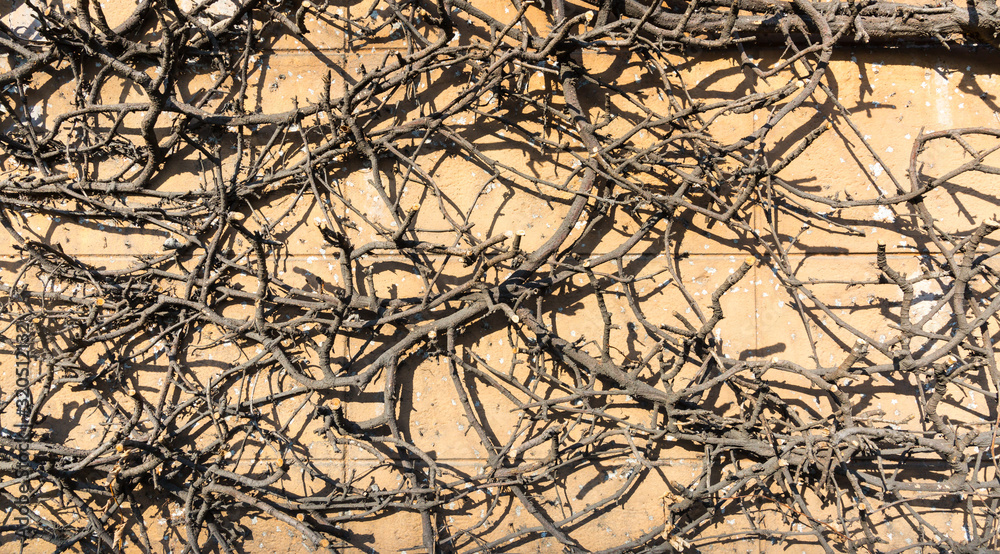 Obraz premium stucco wall creaper grunge background