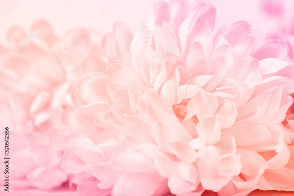 Naklejka Close up of beautiful pink chrysanthemum flowers in soft style for background