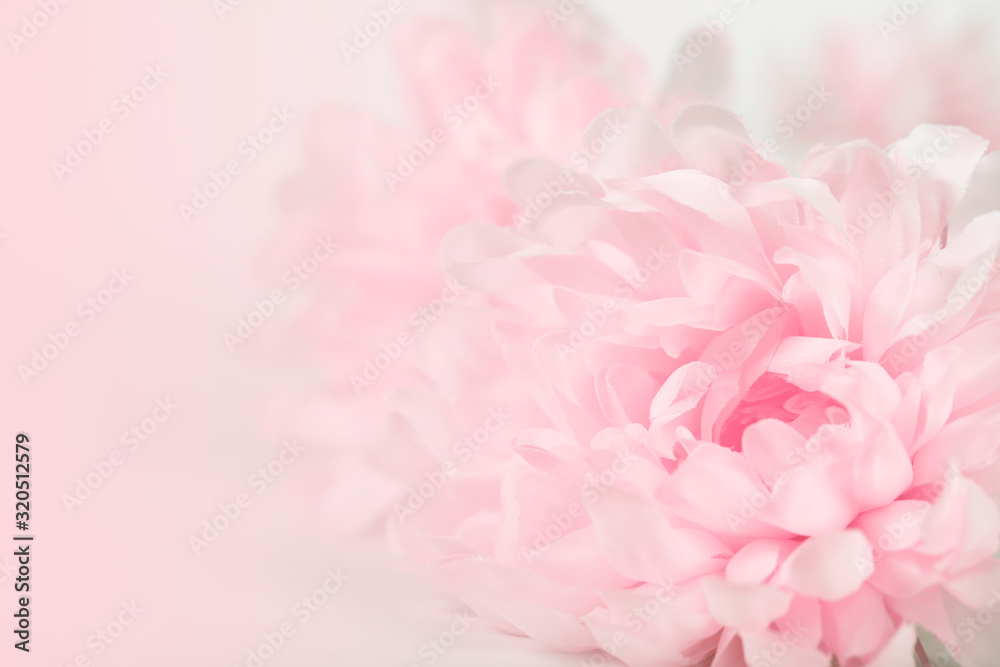 Naklejka Chrysanthemum flowers in soft pastel color and blur style for background