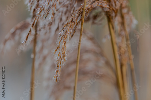 close up of a Morning dew on reed in Kelchterhoef, Limburg, Belgium photo