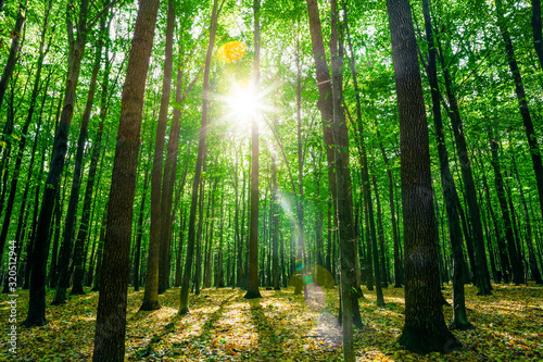 a forest trees. nature green wood sunlight backgrounds.
