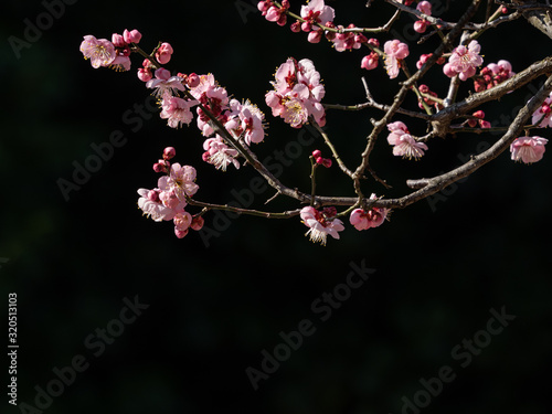 早咲きの梅　黒背景　日本　２月 photo