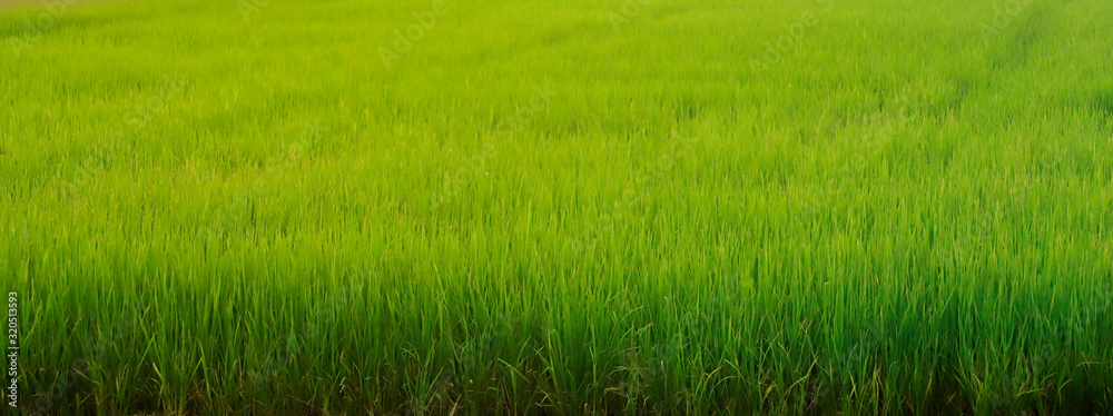 Obraz premium Green rice fields in Sungai Besar - well known as one of the major rice producers in Thailand.