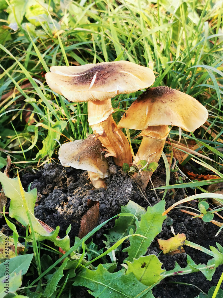 honey mushrooms in the garden honey mushrooms in the garden