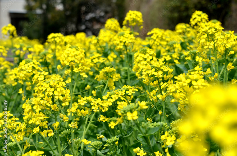 Rape flowers blooming in the countryside