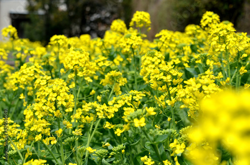 Rape flowers blooming in the countryside