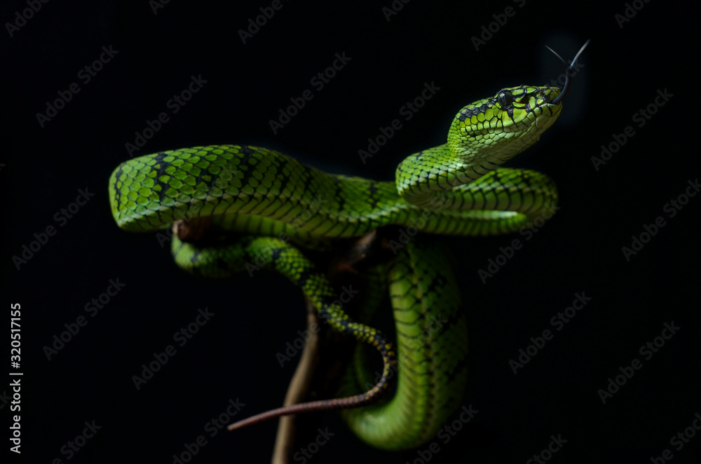 Fototapeta premium green lizard on tree