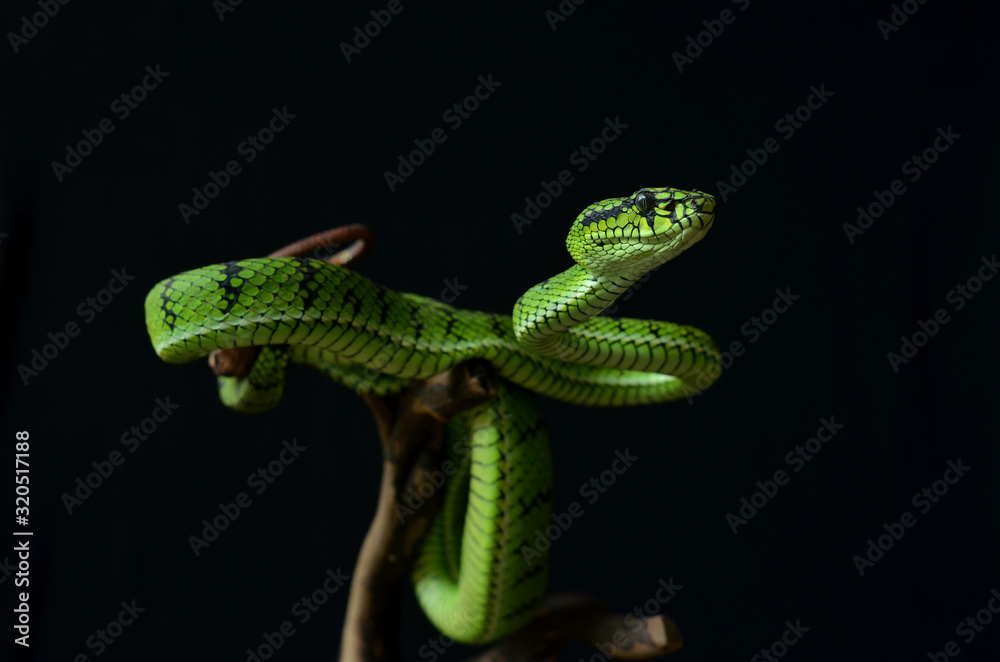 Obraz premium green tree python
