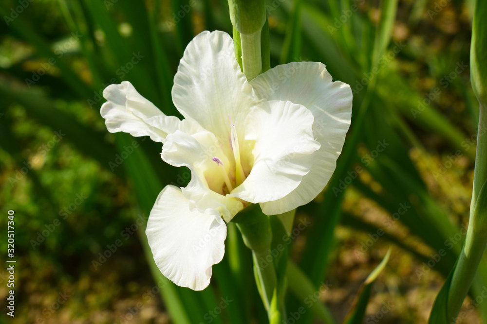 a white gladiolus flower in green grass field a white gladiolus flower in green grass field
