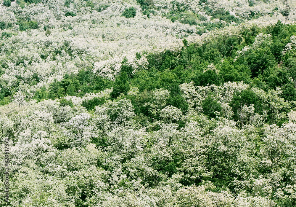 Field of a blossoming acacia