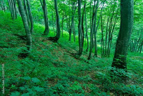 Fototapeta Naklejka Na Ścianę i Meble -  緑に包まれる夏のブナ林