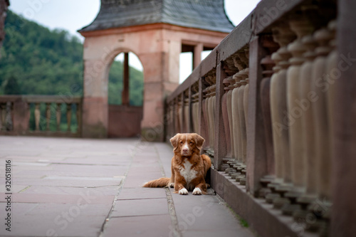 Dog at the castle on a background of vintage architecture. Traveling with a pet. Nova Scotia Duck Tolling Retriever outside © annaav
