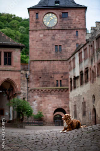 Dog at the castle on a background of vintage architecture. Traveling with a pet. Nova Scotia Duck Tolling Retriever outside © annaav