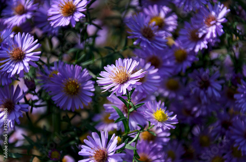 close up of bush of bright purple daisies. purple floral background. selective focus