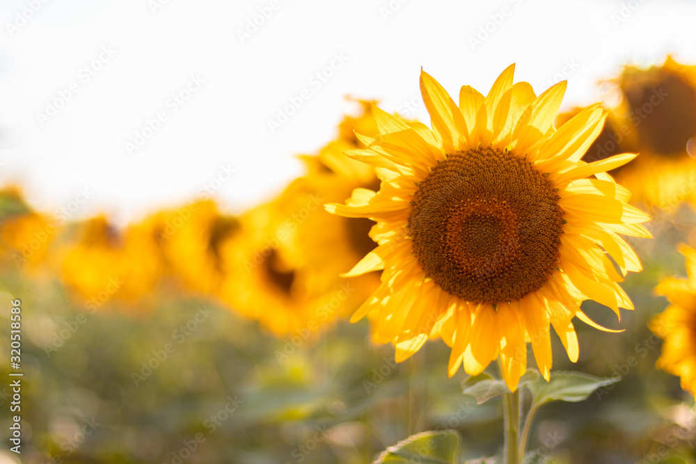 Fototapeta premium Natural eco sunflower flowers field in the summer. Beautiful photo with blurred background