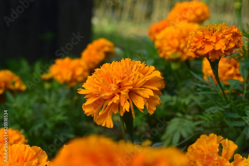 marigold flower blooming in the field © FinestWebGeek