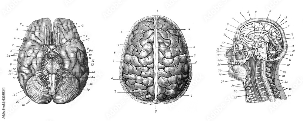 Human brain - Antique engraved illustration from Brockhaus Konversations-Lexikon 1908 - obrazy, fototapety, plakaty 