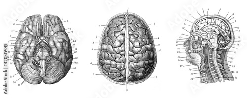 Human brain - Antique engraved illustration from Brockhaus Konversations-Lexikon 1908 photo