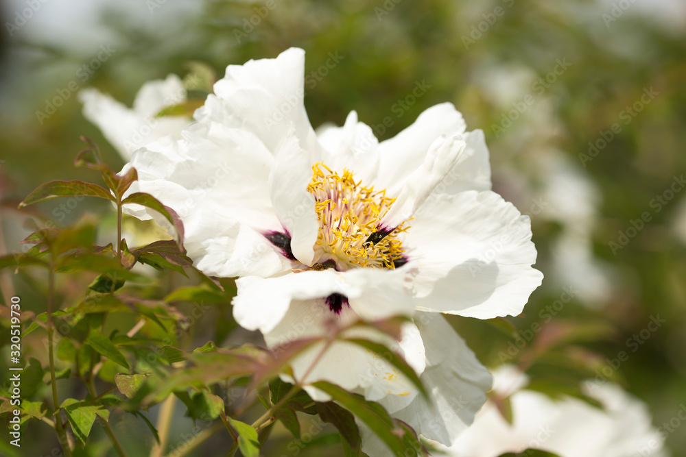 Blooming white tree peony in a botanical garden Blooming white tree peony in a botanical garden