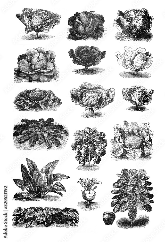 Cabbage - Antique engraved illustration from Brockhaus Konversations-Lexikon 1908