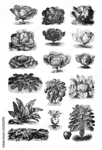 Cabbage - Antique engraved illustration from Brockhaus Konversations-Lexikon 1908