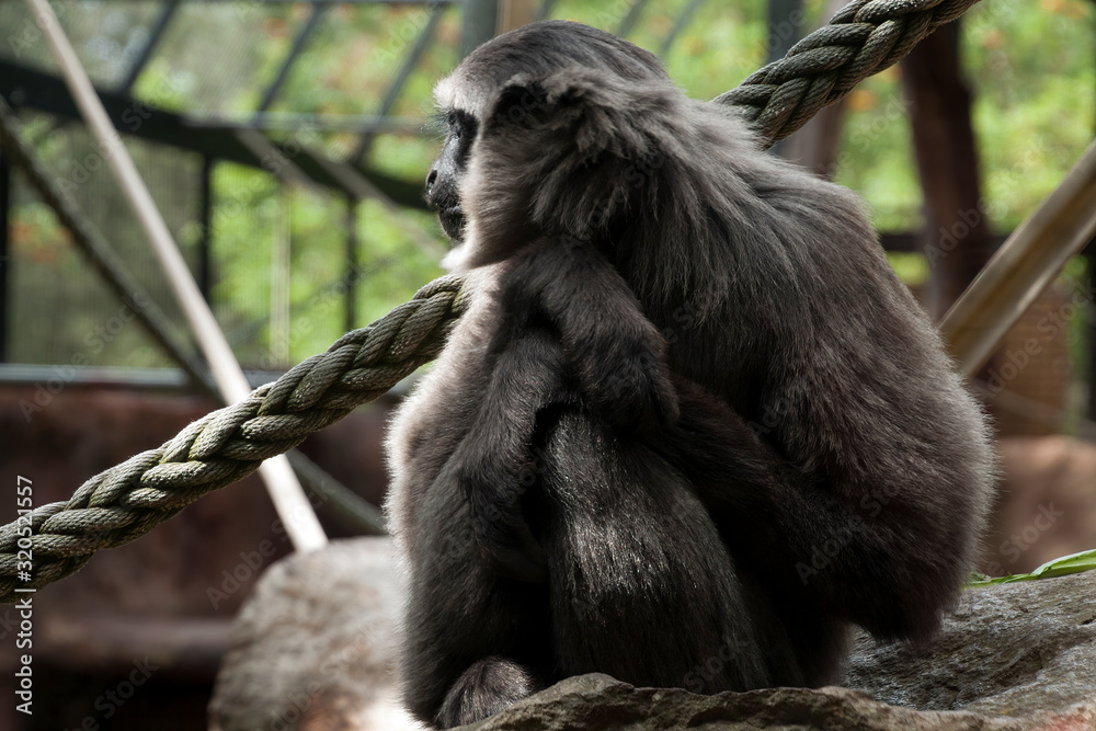 Mogo Australia, Silvery gibbon in profile looking into the distance