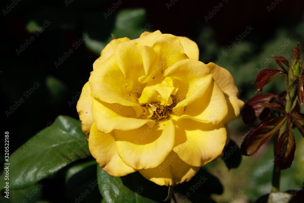 A beautiful waiting rose bloomed in the garden. A beautiful waiting rose bloomed in the garden.