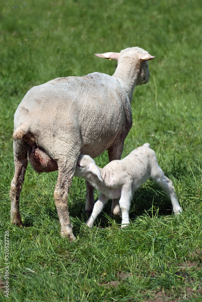 Mutterschaf säugt Lamm
