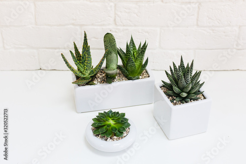 Ceramic forms with plants. Various plants succulents, cacti, decorative plants for home and office, interior decoration and landscaping, nature at home