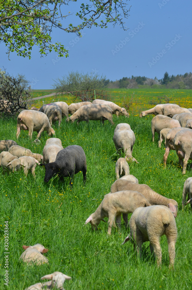 Obraz premium Schafherde auf einer Wiese