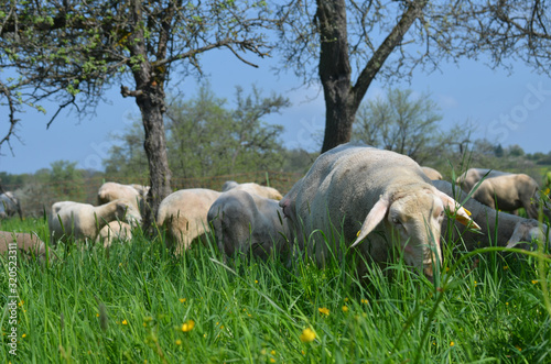 Schafherde beim Grasen