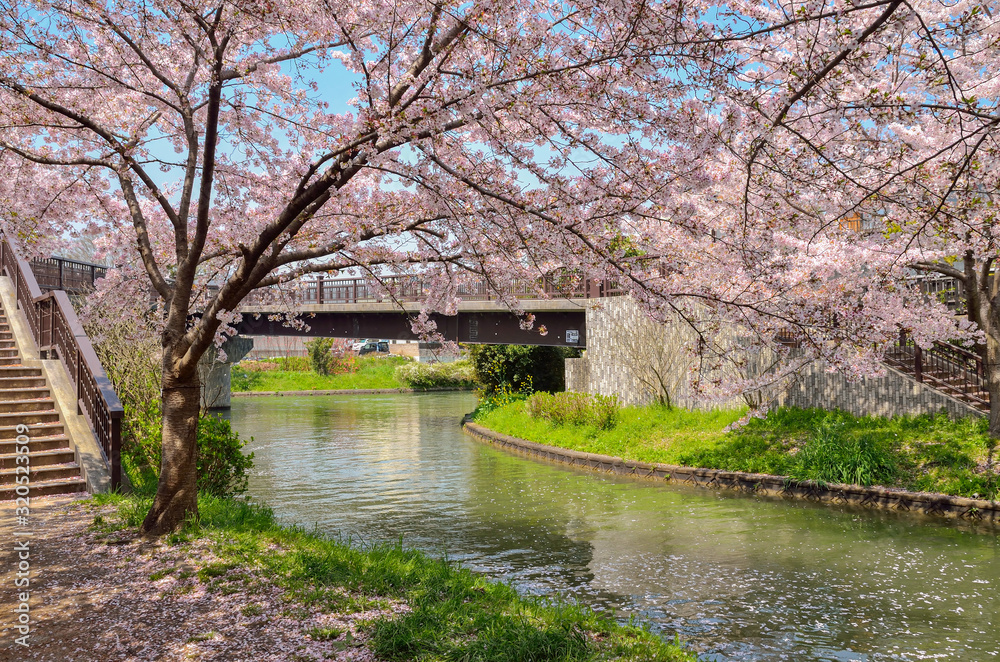 京都 春の宇治川派流 京都 春の宇治川派流