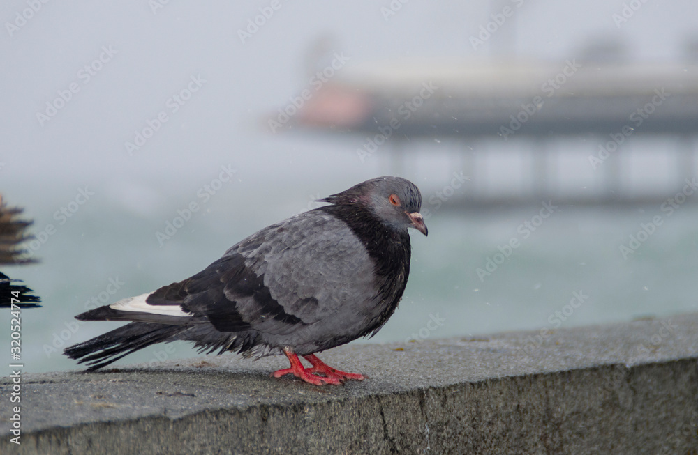 Fototapeta premium pigeon sitting on the stone