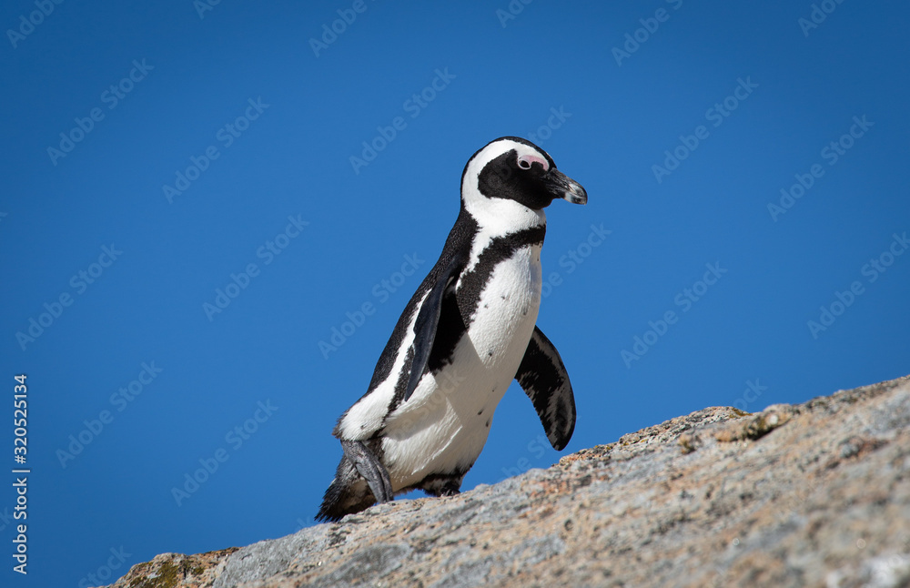 Naklejka premium Pinguin