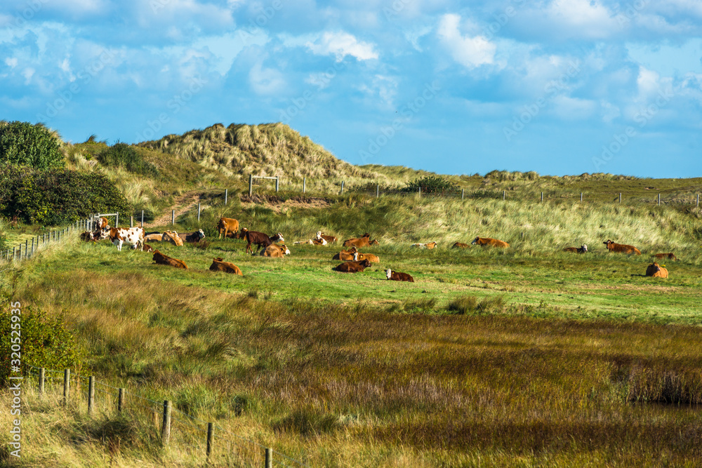 Sand dunes and cattle grazing where Norfolk Coast path National Trail from Barnham Overy Staithe reaches the sea