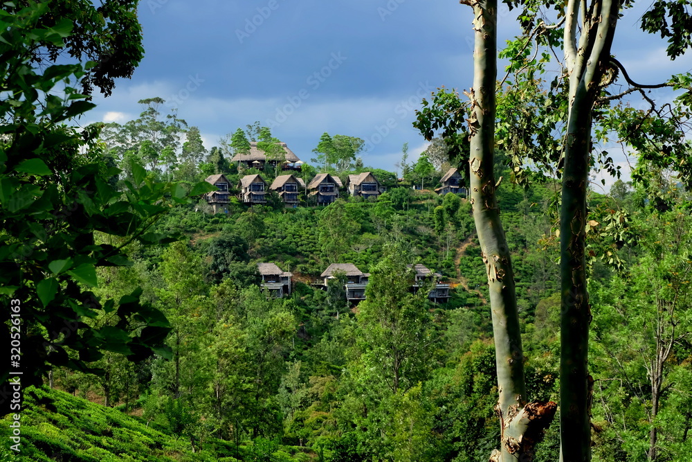 Fototapeta premium hotel in the trees