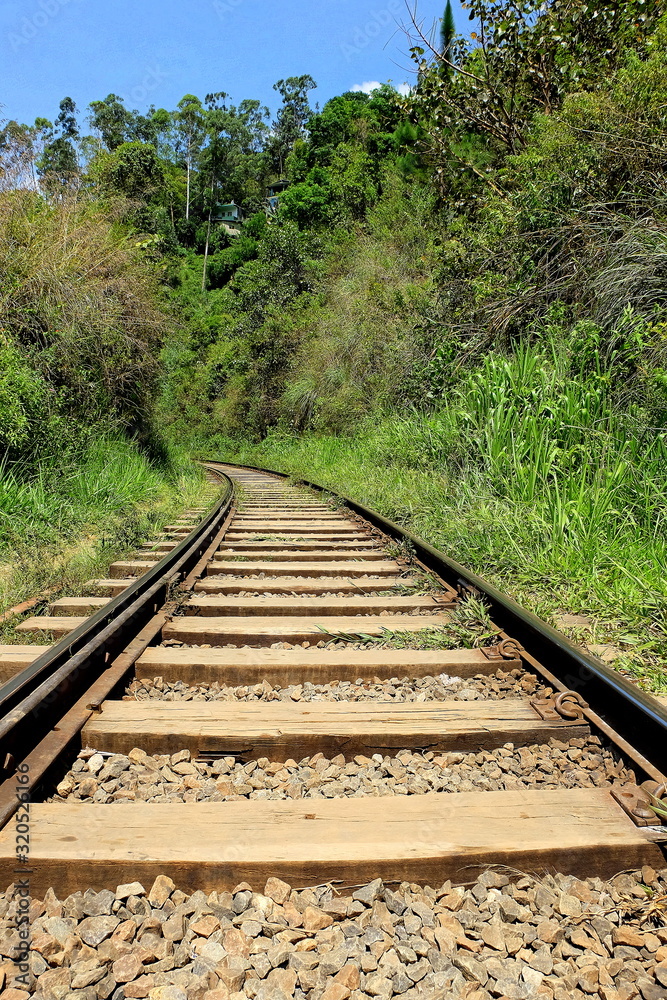 railway in forest