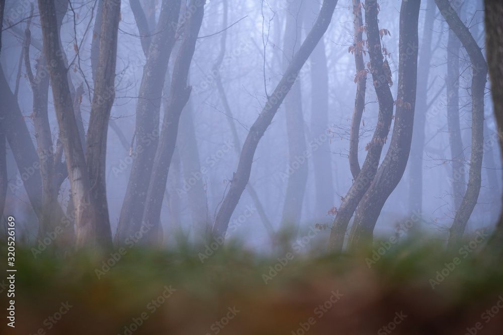 Obraz premium Foggy forest in mist. A mystical look of the forest