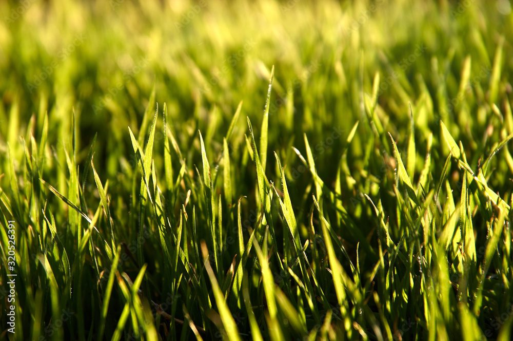 spring grass background,hello spring.