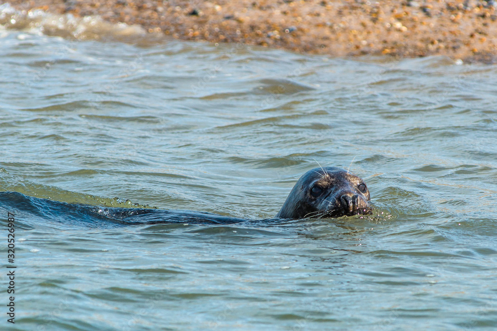 Fototapeta premium Grey and Common or Harbour Seals