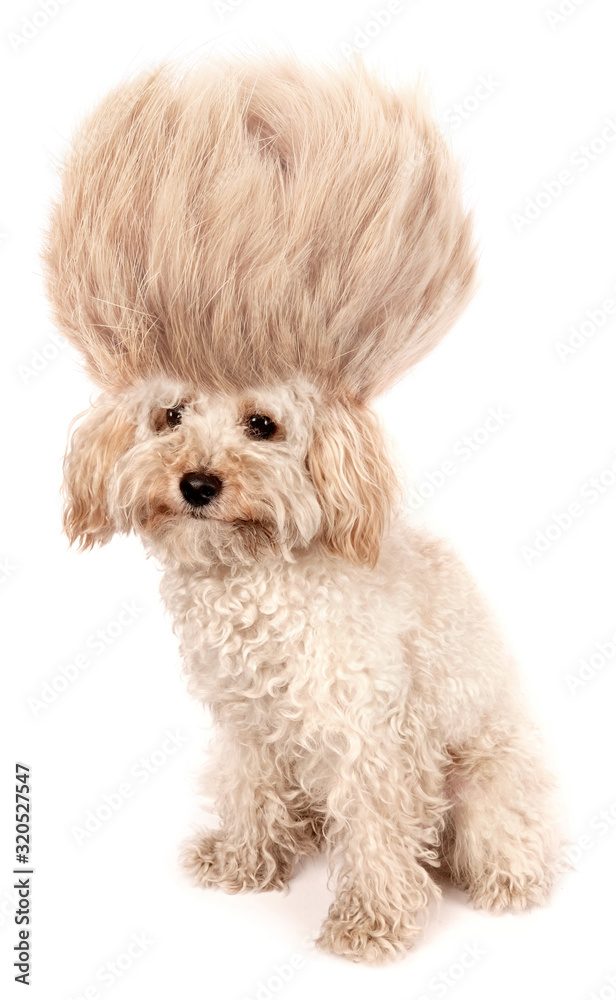 Crazy dog poodle puppy with funny haircut tuft wig hair isolated on white background Crazy dog poodle puppy with funny haircut tuft wig hair isolated on white background