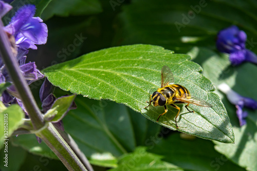 A hoverfly enjoying the sun on a leaf