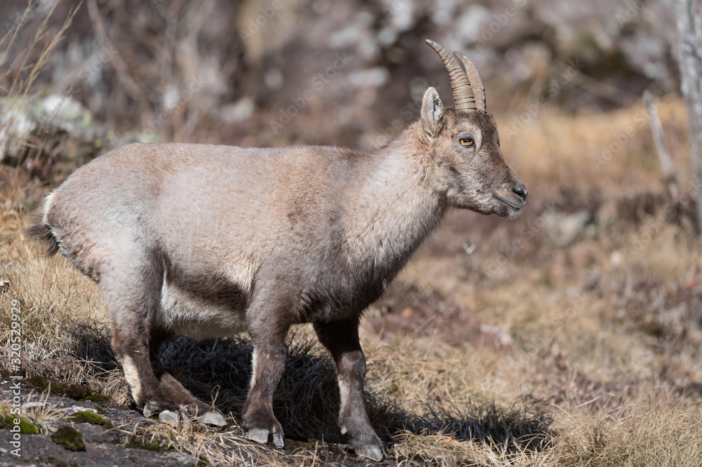 Ibex in Alps mountains (Capra ibex)