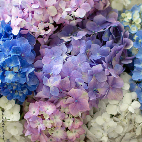 Background of pretty blue, lilac, white and pink hydrangea flowers