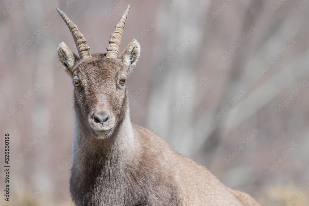 Face to face with young ibex in the woodland (Capra ibex) Face to face with young ibex in the woodland (Capra ibex)