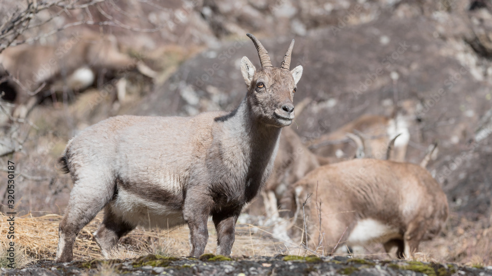 Portrait of young ibex in Alps mountains (Capra ibex)