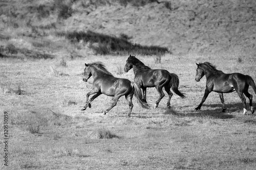 Three wild Kaimanawa horses running with flying mane on the green grassland